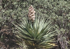 Yucca madrensis