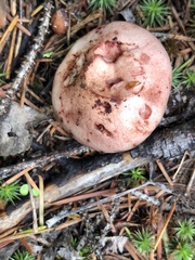 Hygrophorus neoerubescens