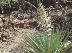 Yucca madrensis