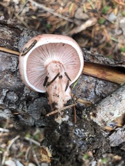 Hygrophorus neoerubescens