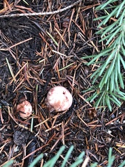 Hygrophorus neoerubescens