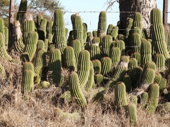 Trichocereus schickendantzii