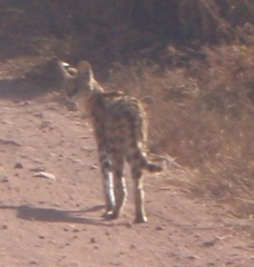 Leptailurus serval