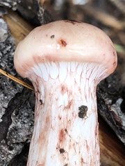 Hygrophorus neoerubescens