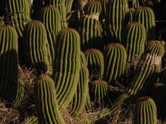 Trichocereus schickendantzii