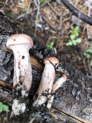 Hygrophorus neoerubescens