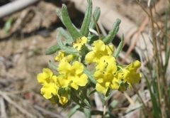 Lithospermum cobrense