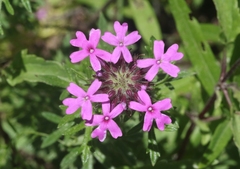 Glandularia chiricahensis