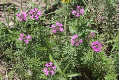 Glandularia chiricahensis