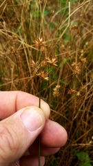 Juncus filipendulus