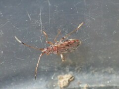 Ozophora occidentalis