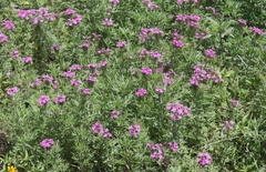 Glandularia chiricahensis