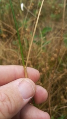 Juncus filipendulus