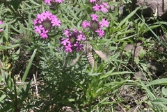Glandularia chiricahensis