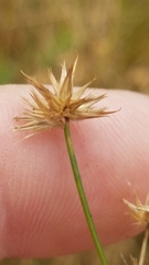 Juncus filipendulus