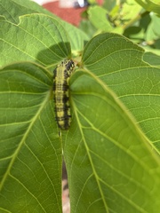 Phoebis philea