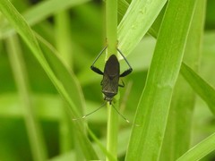 Notobitus meleagris