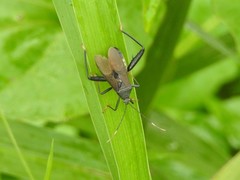 Notobitus meleagris