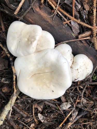 Pilkoji tauriabudė nuotrauka