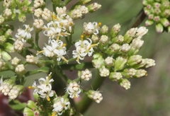 Psacalium decompositum