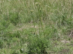 Psacalium decompositum