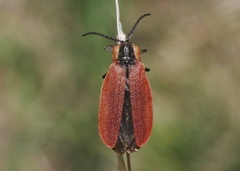 Lycus sanguinipennis