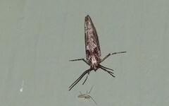 Crambodes talidiformis