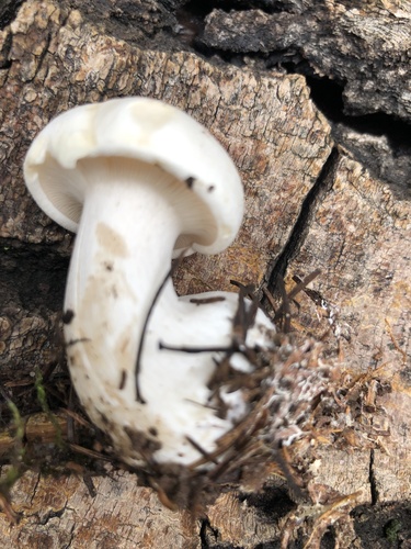 Pilkoji tauriabudė nuotrauka