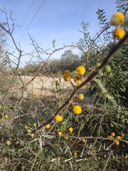 Vachellia caven