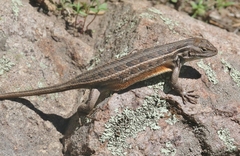 Sceloporus slevini