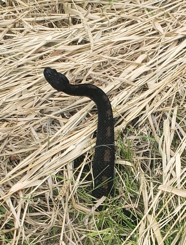 Timber Rattlesnake (Crotalus horridus), a species recorded in Virginia