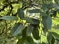 Viburnum arboricolum