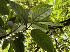 Viburnum arboricolum