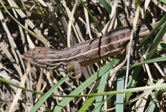 Sceloporus slevini
