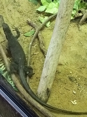 Varanus albigularis microstictus