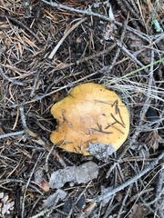 Phlegmacium variosimile