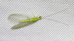 Chrysopa quadripunctata