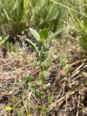 Trichostema oblongum