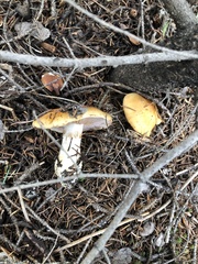 Phlegmacium variosimile