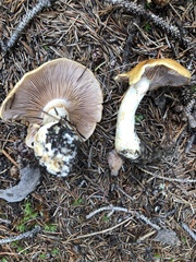 Phlegmacium variosimile