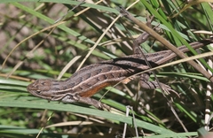Sceloporus slevini