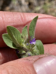 Trichostema oblongum