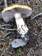 Phlegmacium variosimile