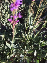 Penstemon euglaucus