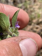 Trichostema oblongum