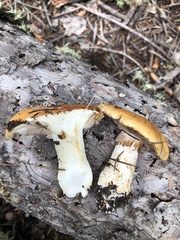 Phlegmacium variosimile