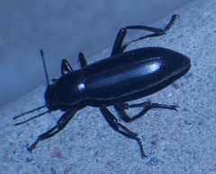 Eleodes carbonaria
