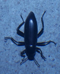 Eleodes carbonaria
