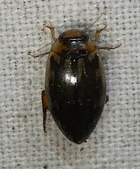 Coptotomus