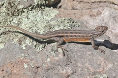 Sceloporus slevini